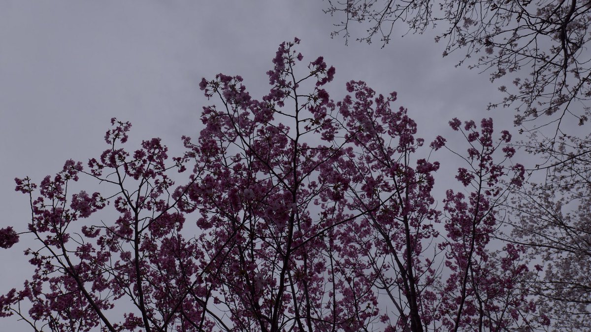 BF_camera's tweet photo. Best🌸cherry blossom tree💯TODAY in🗾#Osaka! Is the pink tree at🍄KemaSakuranoMiya Park in Miyakojima Ward! 💖#お花見 #桜 大阪、毛馬桜之宮公園 #都島区 #大阪 #毛馬桜之宮公園 #besttree #Japan🙊🌱Not🚫Osaka castle❌#大阪城公園 #cherryblossom #おはなみ #sakura #osakasakura #viewing https://t.co/aYyNEcoVGr