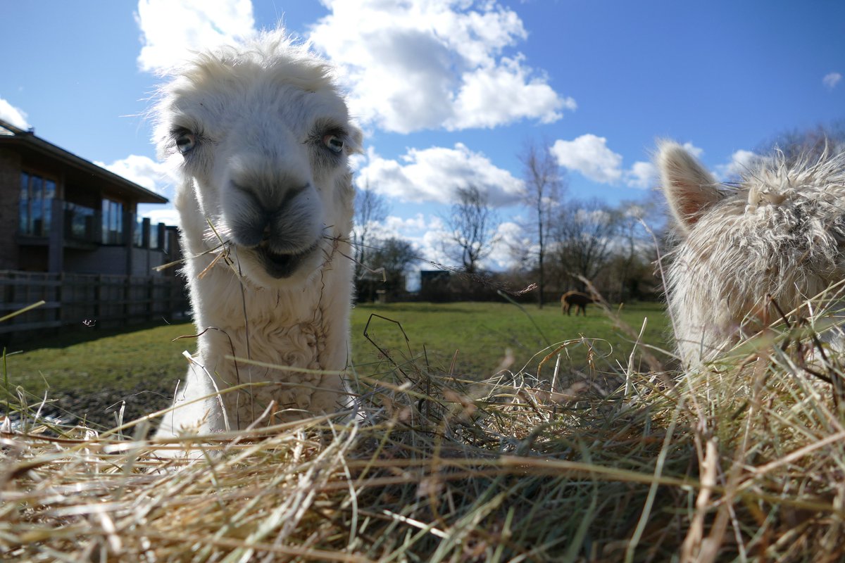 FairfieldCentre's tweet photo. Lunchtime is munch time 😋

If hay isn't your thing, our Café offers a fabulous range of tasty lunch options 🙌 https://t.co/jDHcAKjgVp