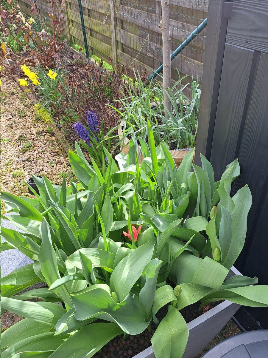 DesloovereT's tweet photo. En ook in de #ecopots beginnen de biologische voorjaarsbloeiers van @naturalbulbs te floreren.
En de kring sluiten we door te composteren. https://t.co/97pPIFbTEq