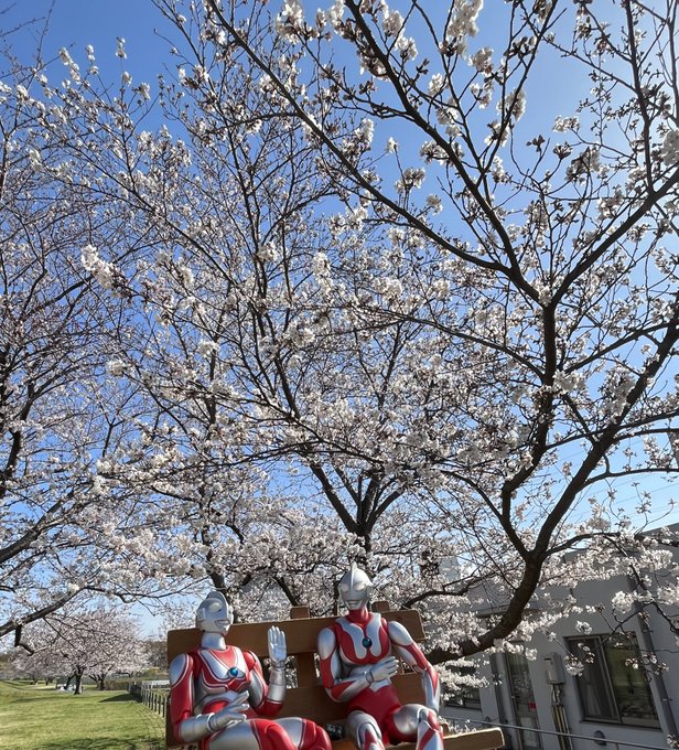 気持ちいいねぇ〜🌸#ウルトラマン　#なまけものer 