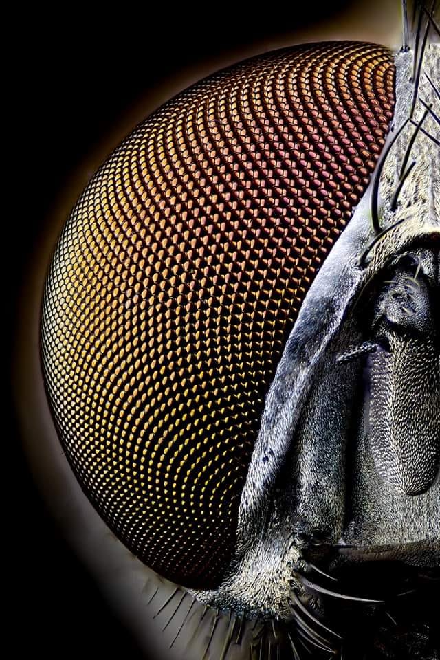 freemonotheist's tweet photo. #NoDesign 🙄 Compound eye of a common house-fly.  See also Qur'an 22:73. https://t.co/2xGgjuSQGZ