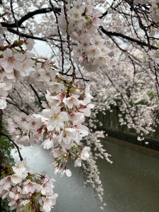 雨風吹き荒ぶ中、目黒川の桜を見てきました!桜いっぱいだ〜!!ってきゃっきゃしたり、友達の傘が水色だったのでFree!の傘だね!!!(プールに浮かぶ桜)ってきゃっきゃしたり、対象モダンなお食事処できゃっきゃしたりしました 