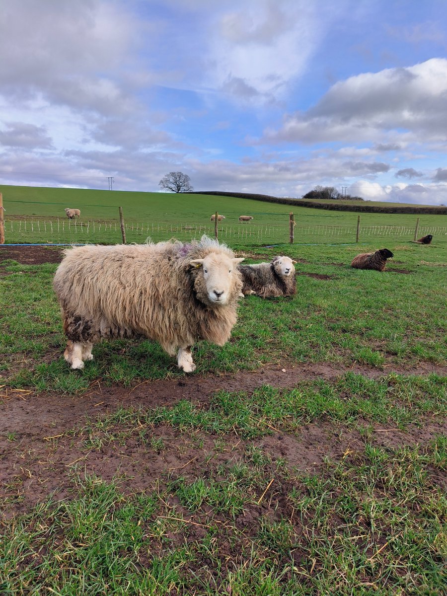 fars_sanctuary's tweet image. Happy #Saturday from everyone&apos;s favourite floof, #CloudSheep, from the FARS humans, from the pigs, the kitties, the bunnies, from everyone ☁️🐑🐈‍⬛🐇🤗 #SaturdayVibes #SaturdayMood #Saturyay #RescueSheep #HerdwickSheep #HappyAnimals