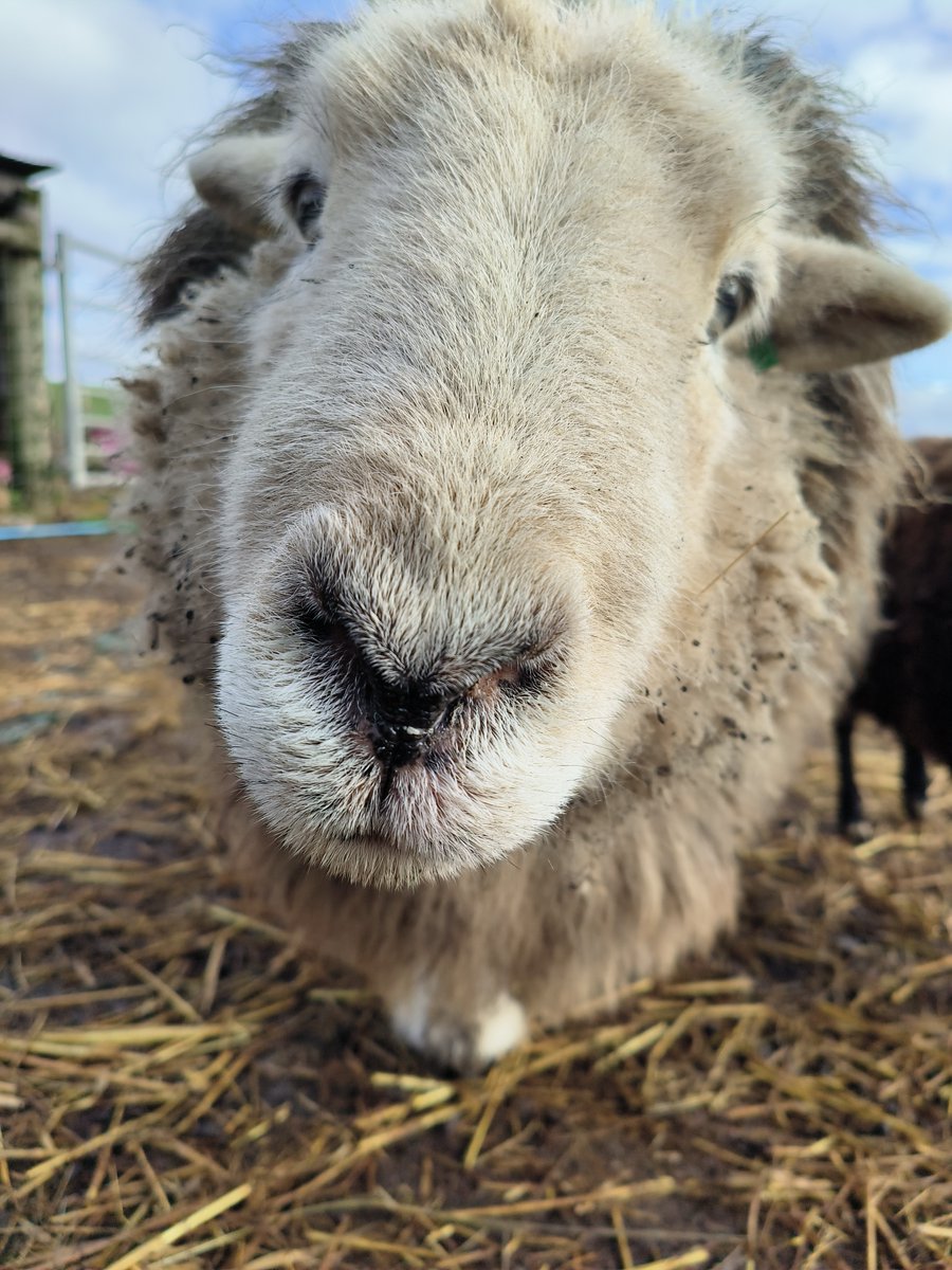 fars_sanctuary's tweet image. Happy #Saturday from everyone&apos;s favourite floof, #CloudSheep, from the FARS humans, from the pigs, the kitties, the bunnies, from everyone ☁️🐑🐈‍⬛🐇🤗 #SaturdayVibes #SaturdayMood #Saturyay #RescueSheep #HerdwickSheep #HappyAnimals