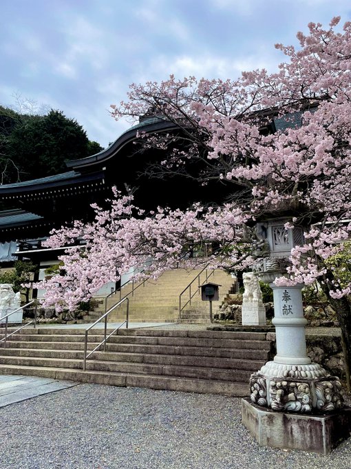 本日の桜パトロール①近江神宮②近江神宮御朱印③下鴨神社④下鴨神社御朱印ちはやふる百人一首で有名な近江神宮。比叡山を抜けて