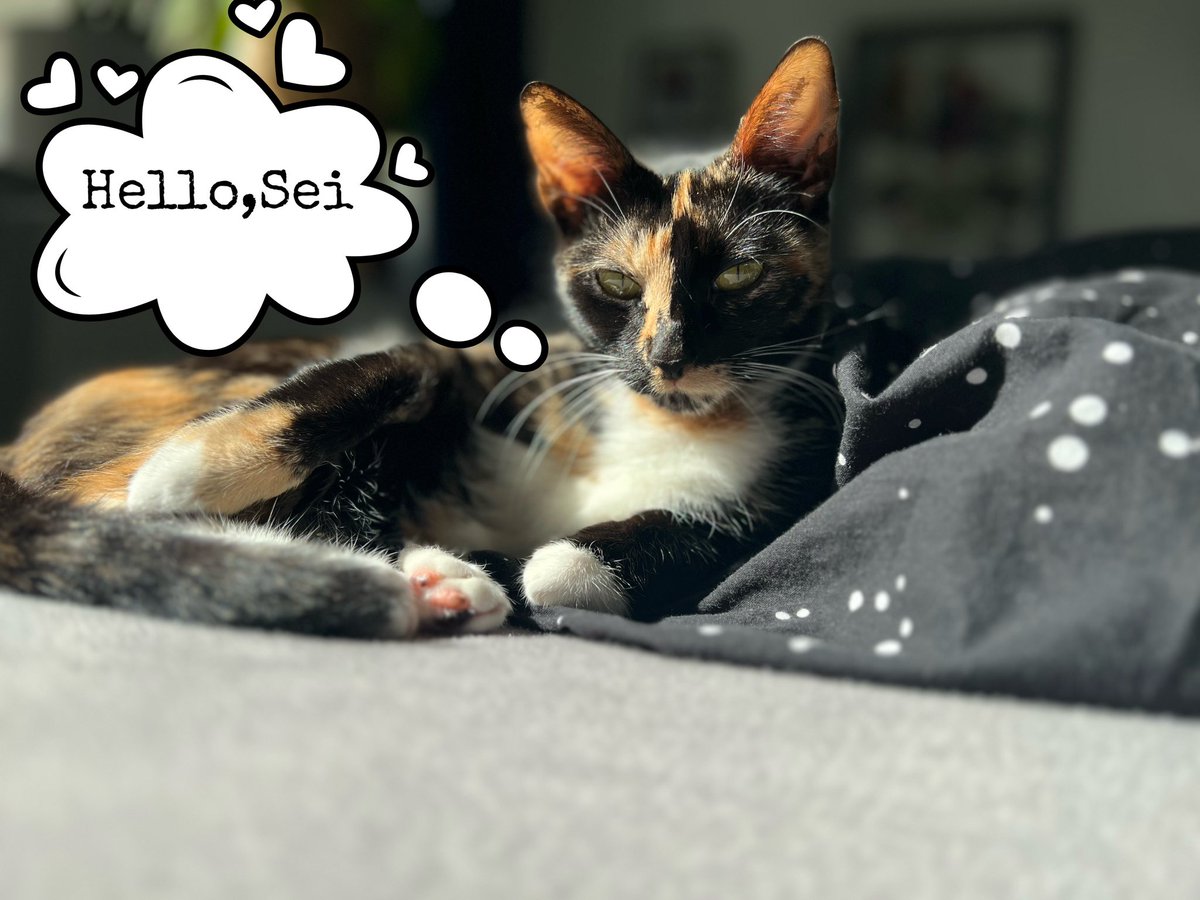 AnastasiiaGons1's tweet photo. I do not have a dog , but #seicat @SeiNetwork
#seiDog #sei #seilors #seinami #seiyes #seilorgang #IBCseilors #cosmos #DeFi #blockchain #web3 #crypto https://t.co/xzFK4jefJH