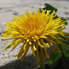 Für ein Rezept (siehe nächsten Beitrag) habe ich Mandel-Milch gebraucht. So etwas habe ich normalerweise nicht auf Vorrat im Haus, aber dafür ganze Mandel in der Tüte. Naja, warum nicht mal selber machen?   #Getränk #Mandeln #Vegan

wassersch.eu/corumblog/2023…