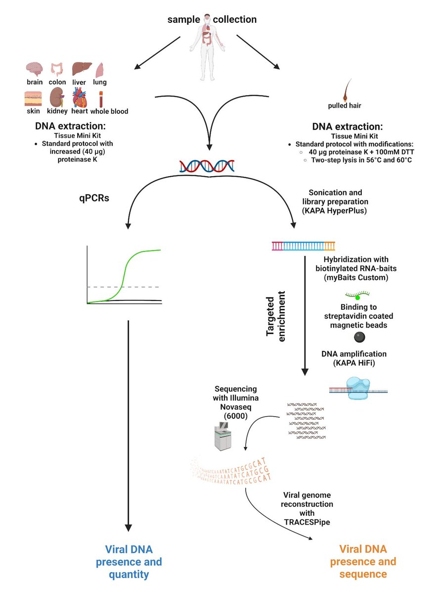 Bioinformaticx's tweet image. Unmasking the tissue-resident eukaryotic DNA virome in humans

doi.org/10.1093/nar/gk…

#Bioinformatics 
#Bioinformaticx