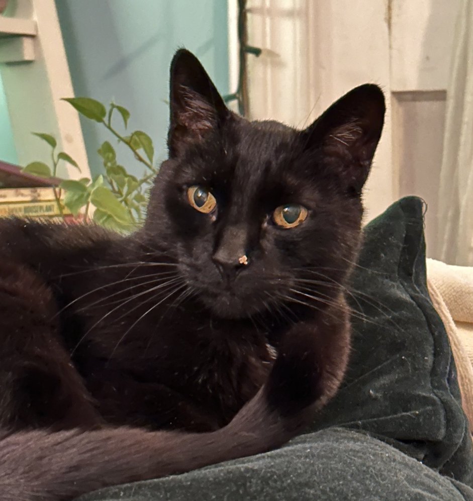 OtdBCat's tweet photo. Today's black cat is King!!! He's 14 years old and loves sunshine and cuddles! 💕🖤🖤🫶💕🐈‍⬛👑 https://t.co/cw1E0wIW1U