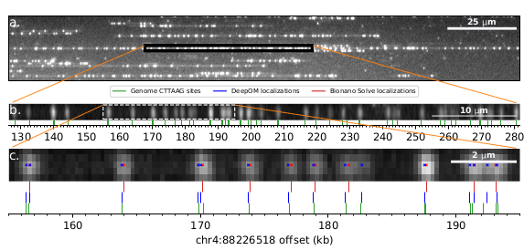 Bioinformaticx's tweet image. DeepOM: Single-molecule optical genome mapping via deep learning

doi.org/10.1093/bioinf…

#Bioinformatics 
#Bioinformaticx