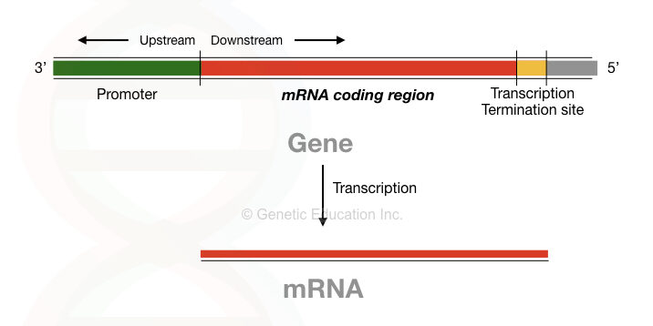nycliusa's tweet photo. The Spike Protein Is a Bioweapon. normally, the spike protein on a virus will collapse on itself and fall into the cell once it attaches to the ACE2 receptor. The vaccine-induced spike protein does not do this. Instead it stays open and remains attached to the ACE2 receptor, thereby disabling it and causing a host of problems that lead to heart, lung and immune impairment.
What’s more, because the RNA code has been enriched with extra guanines (Gs) and cytosines (Cs), and configured as if it’s a human messenger RNA molecule ready to make protein by adding a polyA tail which consists of multiple adenosine monophosphates, the spike protein’s RNA sequence in the vaccine looks as if it is part bacteria, part human and part viral at the same time.
There’s also evidence suggesting the SARS-CoV-2 spike protein may be a prion, which is yet another piece of really bad news, particularly as it pertains to vaccine-induced spike protein. Prions are membrane proteins and when they misfold, they form crystals in the cytoplasm resulting in prion disease.
@_jenniferlong
 
@peterconet8
 
@annika1021
 
@DrLoupis
 
@DocAhmadMalik
 
@bd_baskoro
 
@G_l_i_t_c_h_e_d