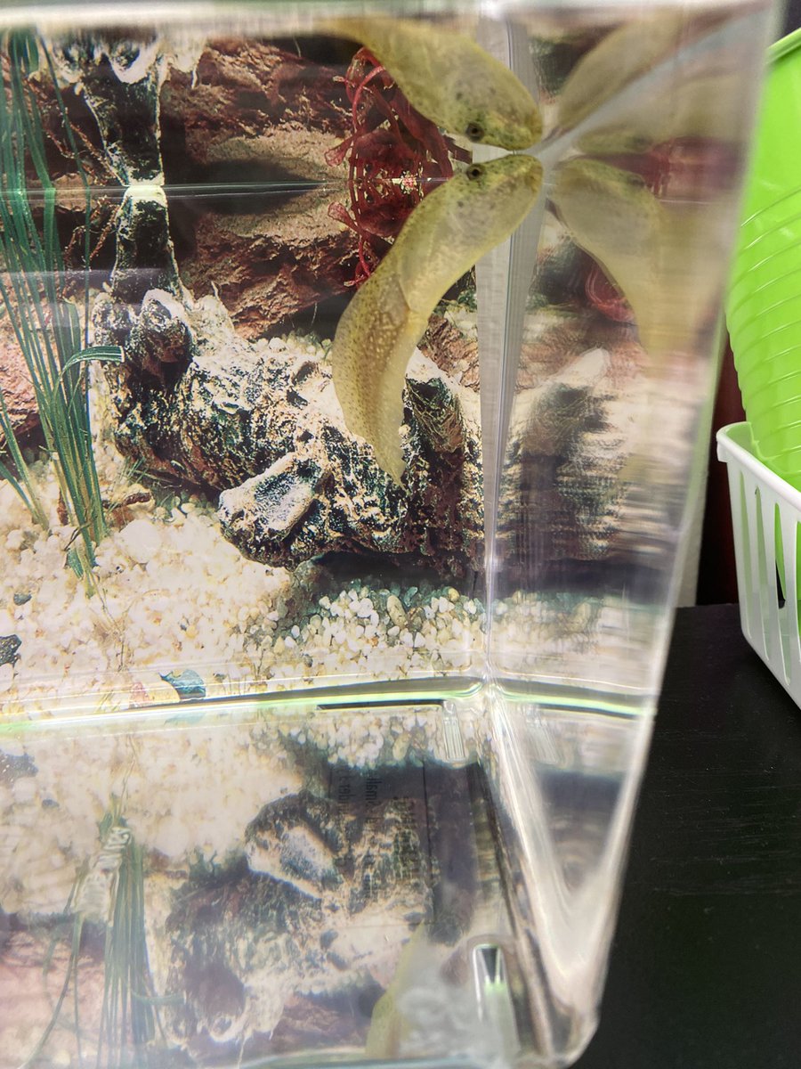 1st Grade at Mahaffey is coming alive with our new grade level animals!! Thank you <a href="/ptomahaffey/">PTO Mahaffey</a> for our grant! We are loving watching our tadpoles, geckos, ladybugs, caterpillars, crickets, and plants grow, eat, and explore their habitats. <a href="/MahaffeyKISD/">Mahaffey Elementary</a> <a href="/KleinISD/">Klein ISD</a>