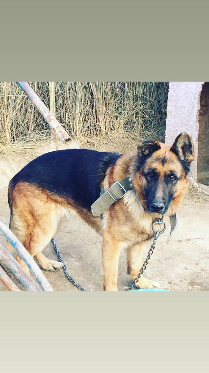 Hey benim kurduma baksen pozda veriyor