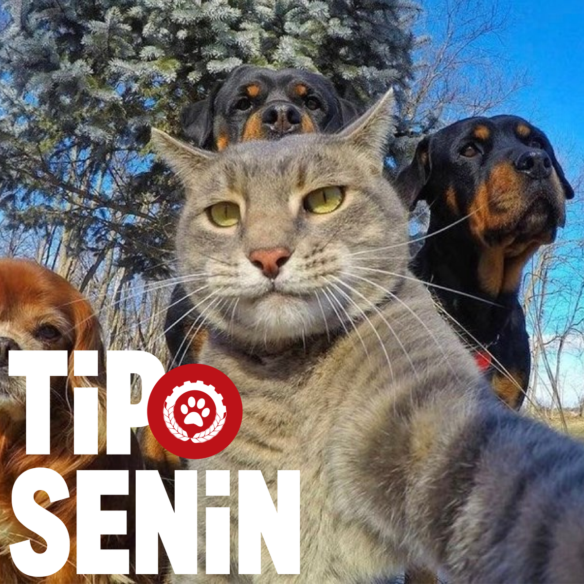 IsciPatisi's tweet photo. Tüm ayrıştırıcı söylemlere rağmen halkların kardeşliği için mücadele ediyorsan #TİPSenin https://t.co/ZX29X15ODO