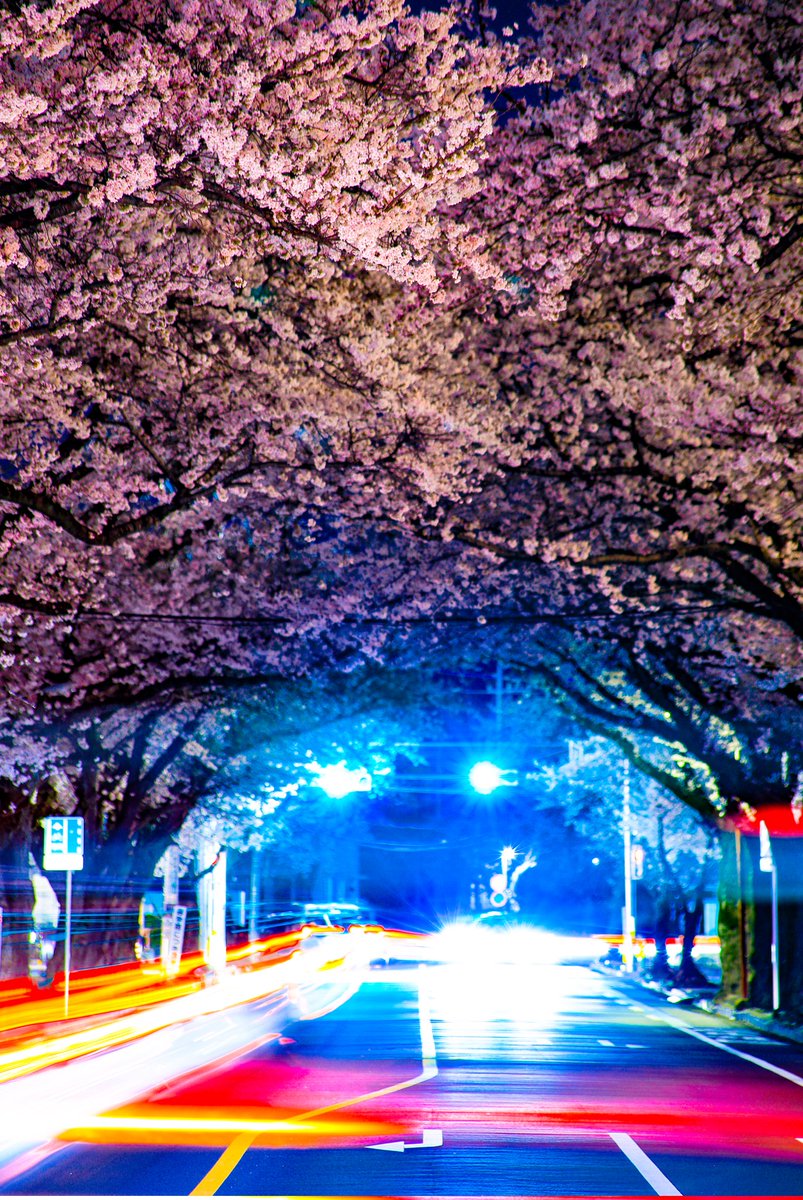 ムラービト on Twitter: "#写真好きな人と繋がりがたい #夜桜 桜並木をスローシャッターで。 街灯がないので車のヘッドライトで