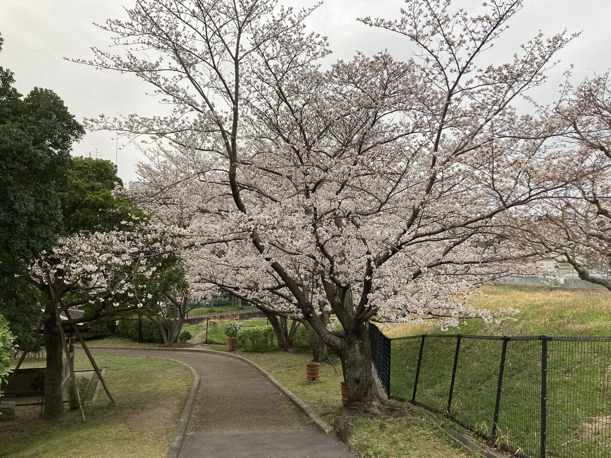 officekumahige's tweet photo. #本日のラン
約20km　2時間08分51秒　平均6分26秒/km
天気予報では明日は雨だったんで、2日連続で走ってきました〜。
2時間以上、20km以上が目標だったんで、久しぶりに高槻の「はにわ公園」まで足を伸ばしました。
#さくら通り #安威川 #お花見ラン #ランプラ #今月も100km目標 #ミズノ #WAVESHADOW https://t.co/FQRcqDkvDp