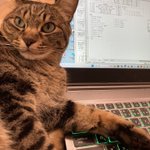 Image for the Tweet beginning: 私と仕事どっちが大切なの🐱

#ねこ #ネコ 