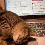 Image for the Tweet beginning: 私と仕事どっちが大切なの🐱

#ねこ #ネコ 