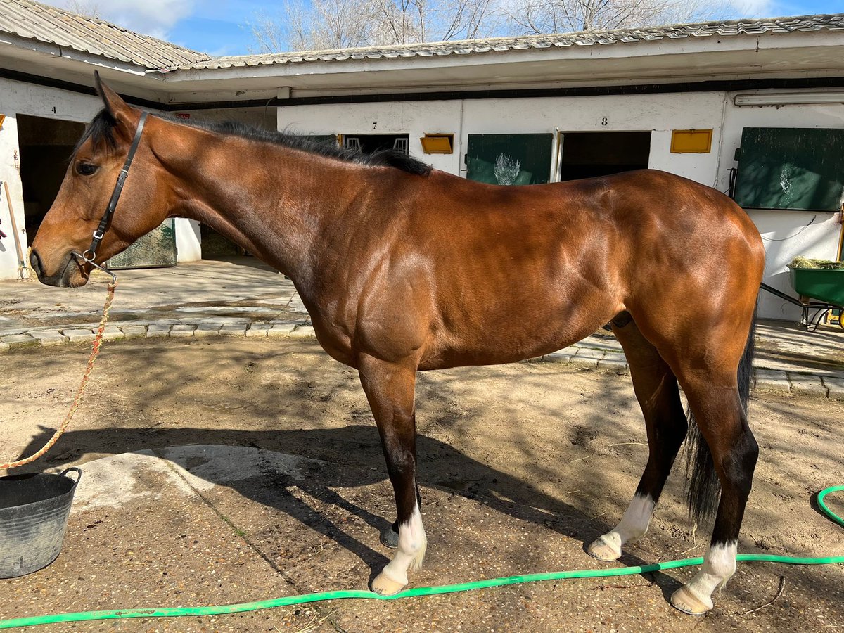 Nuestra nueva adquisición XILADO , correrá mañana el premio Chacal .  Lote muy complicado , pero le animaremos con la máxima ilusión. Así lucia esta mañana en <a href="/HipodromoMadrid/">Hipódromo de La Zarzuela</a> en el patio de <a href="/Team_Augelli/">Team M&M Racing</a> <a href="/MaxTellini/">Max Tellini</a>