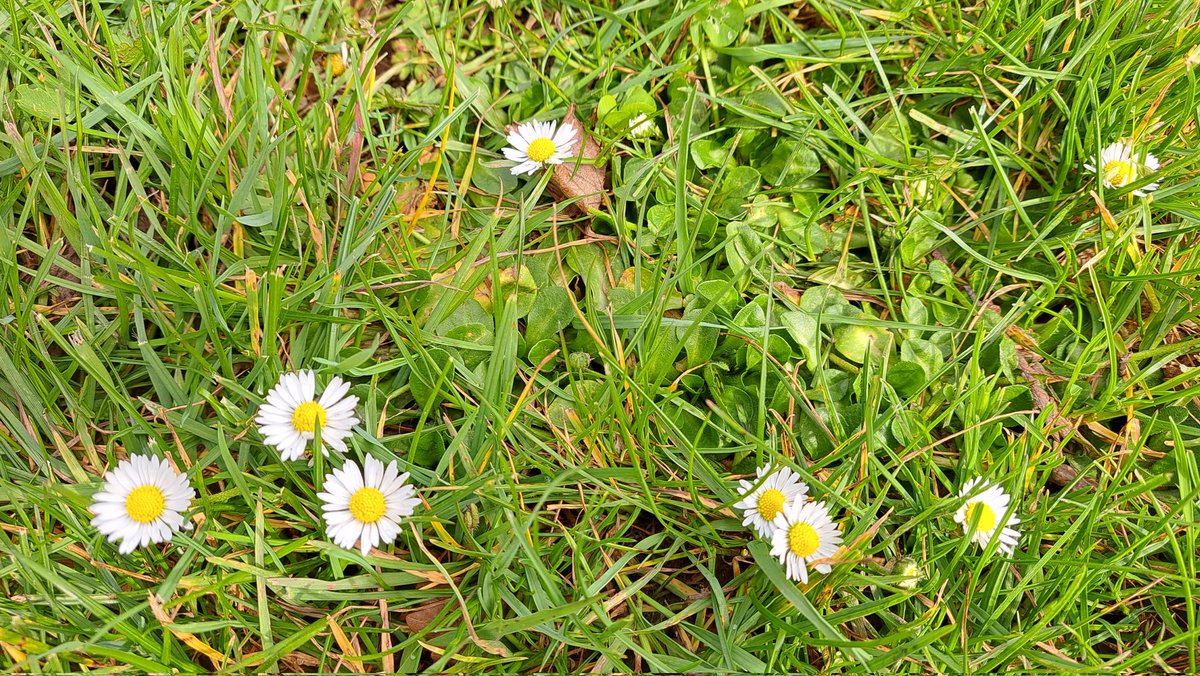 J'apprends donc à 45 ans que les pâquerettes s'appellent ainsi car elles fleurissent à Pâques.