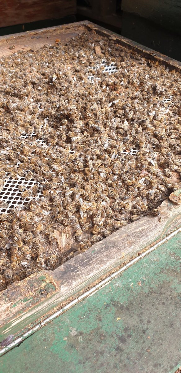 Bijensterfte 2023. Zojuist even een kast opgemaakt. Overal dode bijen. Om te janken..... #bijen #honingbijen #bijensterfte #uitwintering #heemstede #varroamijt
