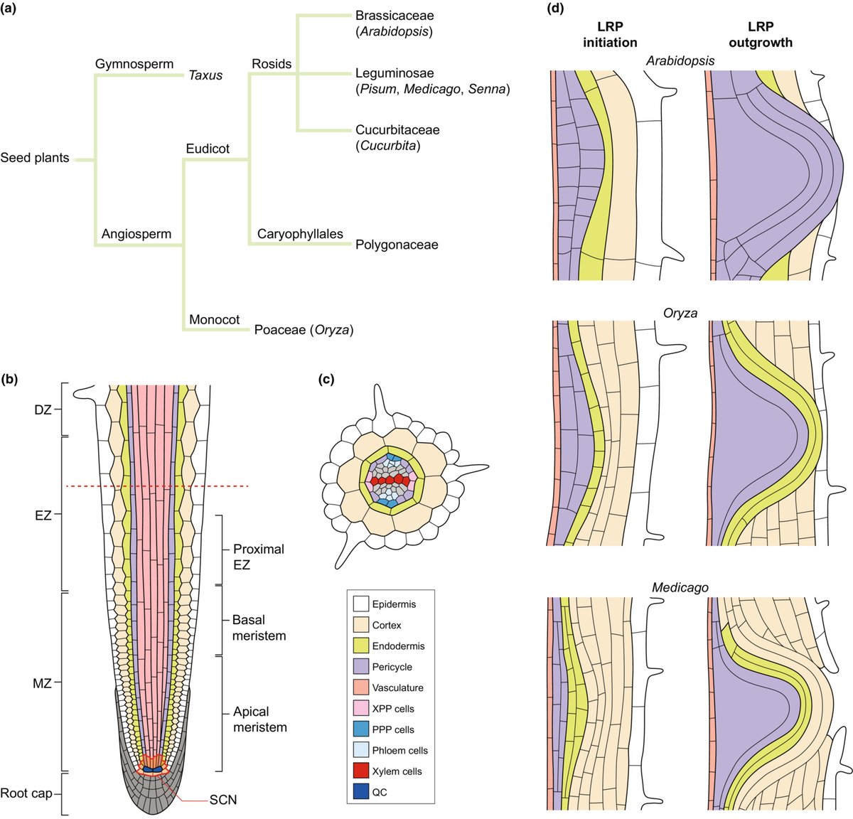 Lateral root branching: evolutionary innovations and mechanistic divergence in land plants
Singh et al. #TansleyInsight <a href="/sryiitr/">Shri Ram Yadav</a> <a href="/Harshita376/">Harshita singh</a> <a href="/SinghZeenu/">ZeenuSingh</a> <a href="/rohn_kshyp/">Rohan</a> 

📖ow.ly/VYZY50NrvuZ
