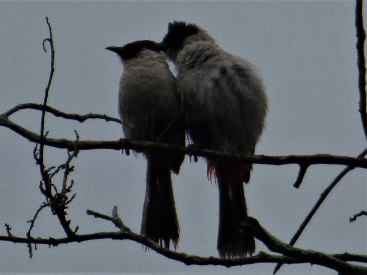 llenswipes's tweet photo. Blue-winged Leafbird &amp; Black-crested Bulbul https://t.co/sx3gC5alQ2