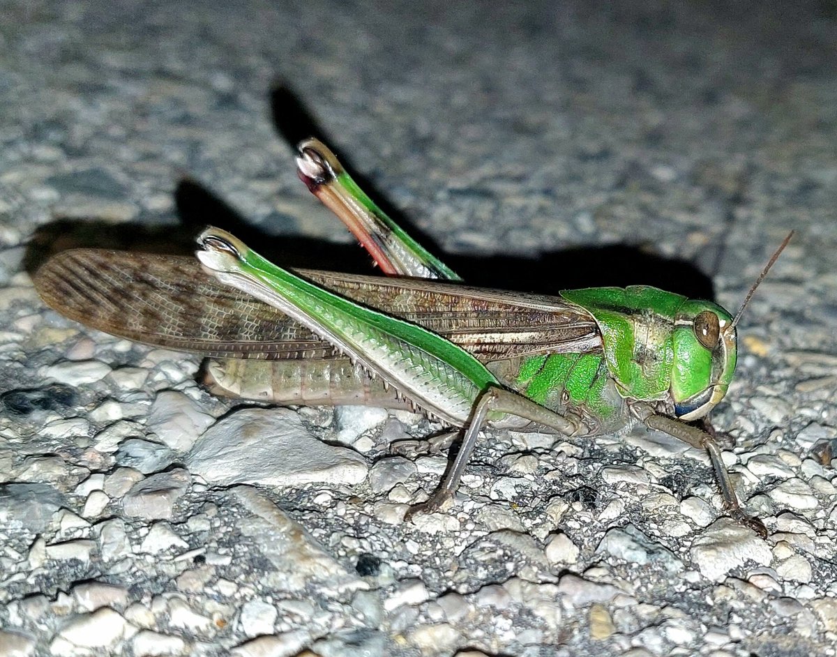 mabiro08's tweet photo. Llagosta migratòria (Locusta migratoria) trobada durant el #BioblitzUAB. Presenta un dels genomes d'insecte més gran conegut. En fase gregària, pot formar eixams que arriben a desplaçar-se fins a 130 km/dia i que esdevenen plagues amb un fort impacte sobre l'agricultura. 🦗 https://t.co/lp3dPtB07d