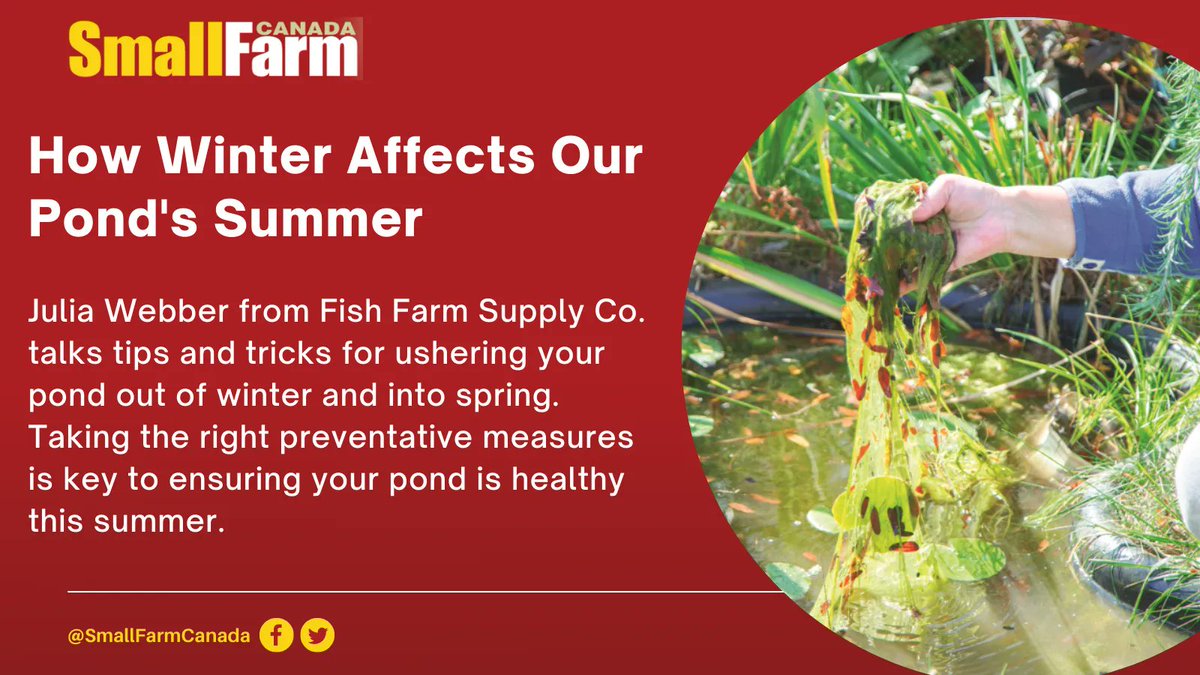 SmallFarmCanada's tweet image. How Winter Affects Our Pond's Summer

In the latest issue of #SmallFarmCanada, we're talking about what preventative measures to take now to combat issues your pond could face this summer.

Learn how to help your pond 🔻

smallfarmcanada.ca/subscribe

#SmallFarm #PondManagement #Pond