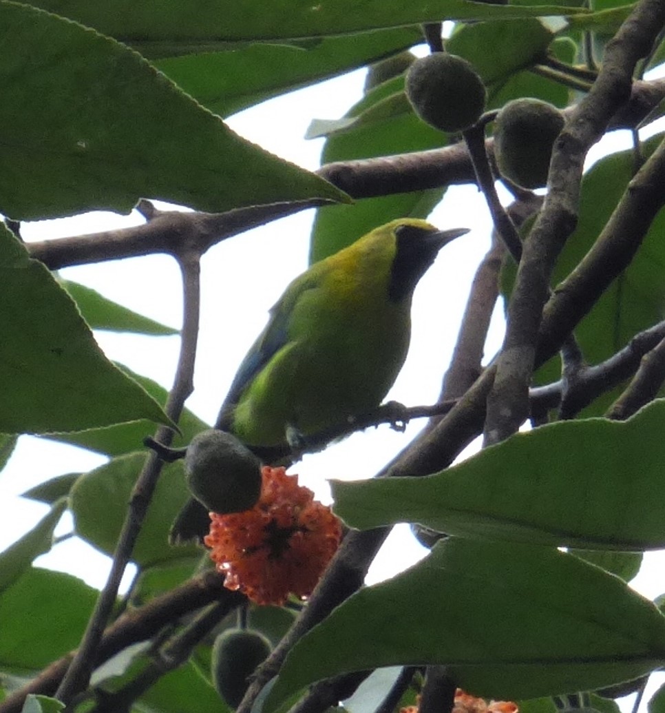 llenswipes's tweet photo. Blue-winged Leafbird &amp; Black-crested Bulbul https://t.co/sx3gC5alQ2