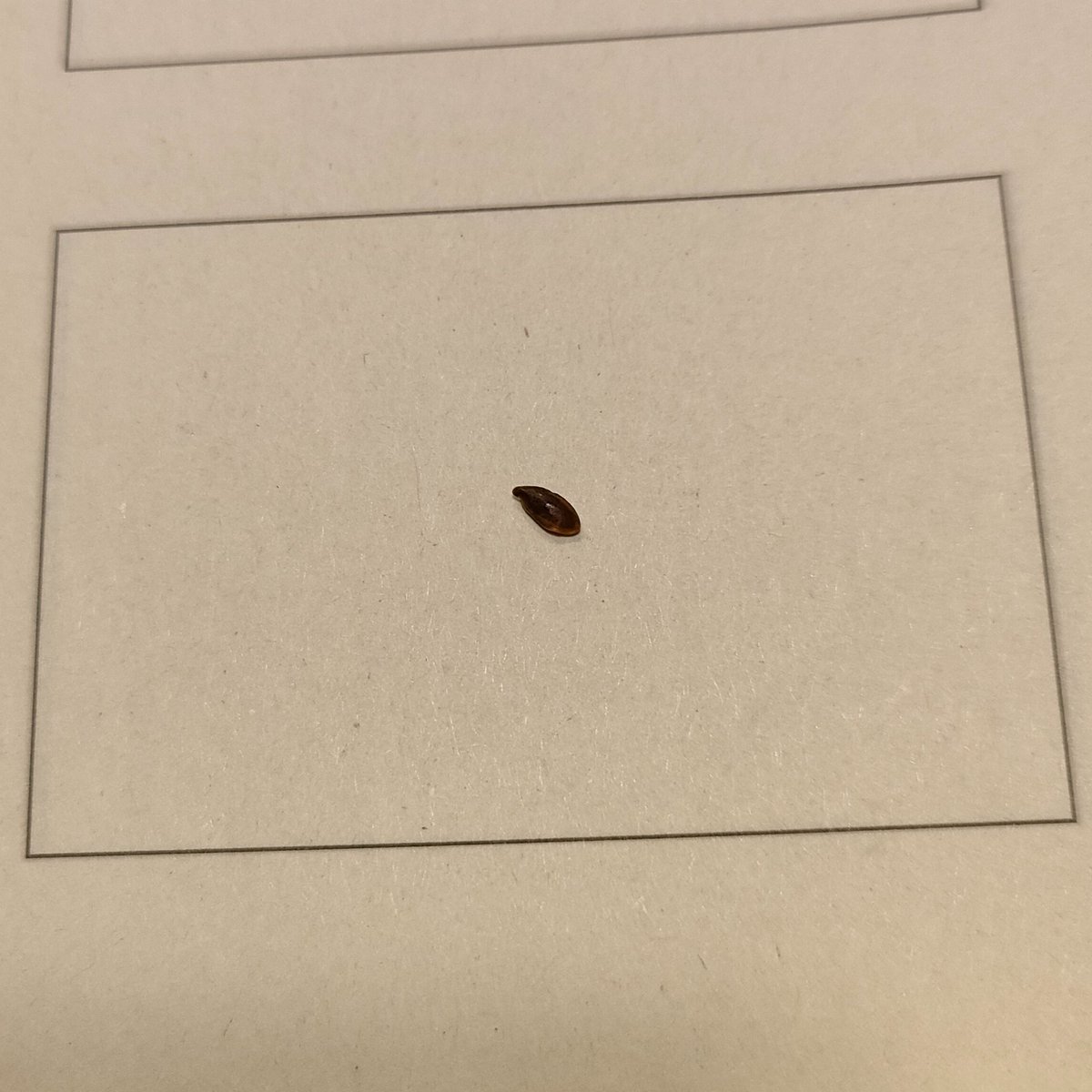 現物です
※虫じゃないことが判明してますが…Googleレンズは虫と出ます。検索してみたい方どうぞ https://t.co/NusWU9pGga