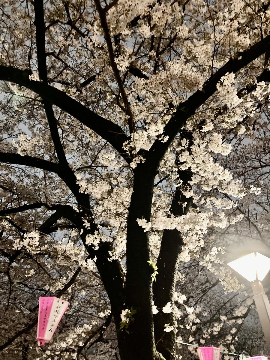 onearthjp's tweet photo. 中目黒の夜桜🌸たくさんの人たち！ https://t.co/5oumEOe69V