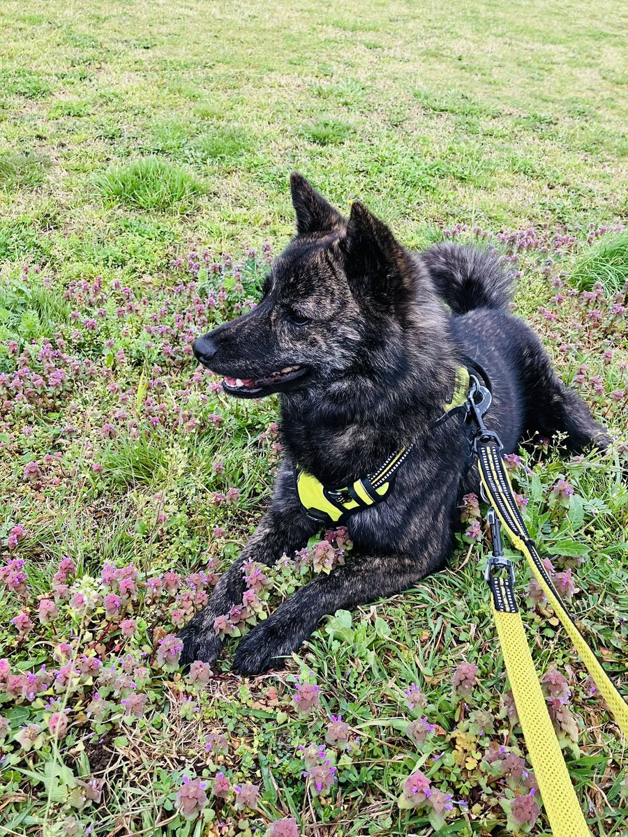 春の甲斐スピッツ戌、かわいいけど我儘なのよなぁ
かわいいけどさ…