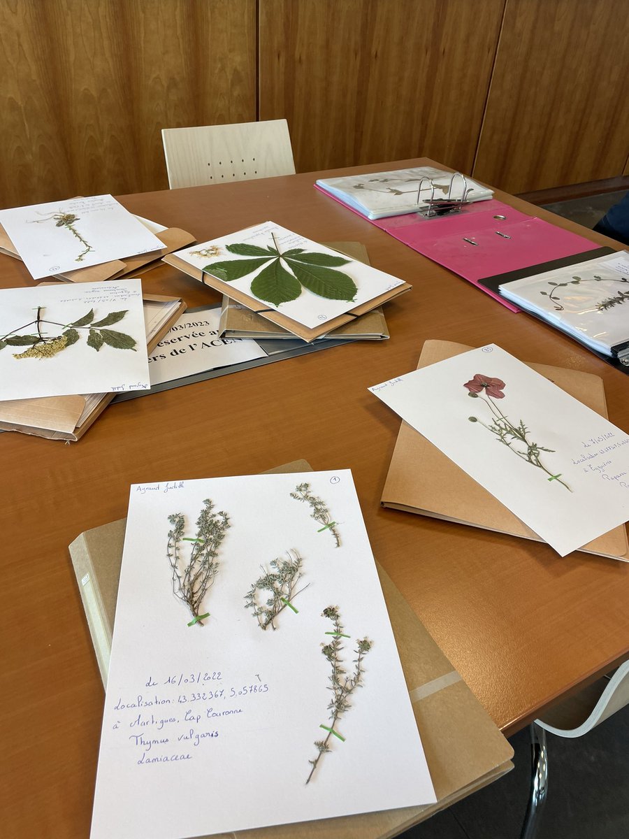 AyraudJ's tweet photo. #Exposition A 14h à la @BibUnicaen campus 2, venez à la découverte des collections d’herbiers de l’université et vous essayez à l’identification des plantes de notre région ! https://t.co/iiVvwQDYlW