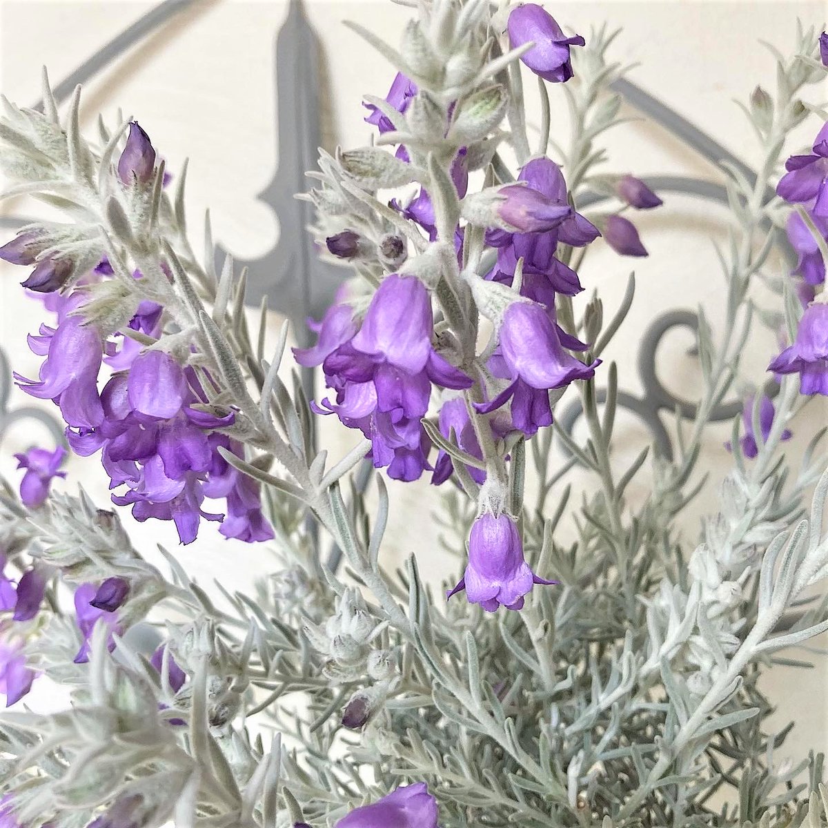 SHOParcobaleno's tweet photo. #エレモフィラニベア✴︎#Eremophila #nivea/学名

属性：ゴマノハグサ科/エレモフィラ属
原産地：#オーストラリア
#花言葉：憧れの人・瞳の佳人
語源：ギリシャ語［eremos/砂漠］［philo/愛］
　　　乾燥地を好むことに由来
　　［nivea］雪のように白い

 #silverleaf #flannelflower #aussieplants https://t.co/fAjl5PmLbo