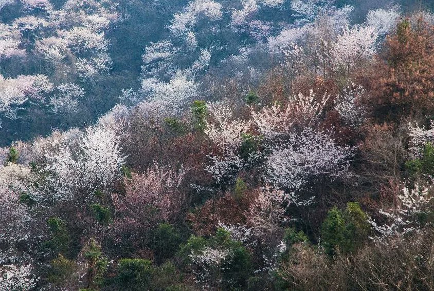 Visit_Henan's tweet image. Blooming Henan·Ancient Townships
Hundreds of hectares of #cherry blossoms bloom in the Wangmu Temple Scenic Area in Dongwan Village of Nanxiangdian Township. The gorgeous cherry blossoms are dotted among the mountains like stars in the sky. #SpringinHenan