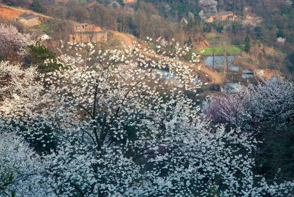 Visit_Henan's tweet image. Blooming Henan·Ancient Townships
Hundreds of hectares of #cherry blossoms bloom in the Wangmu Temple Scenic Area in Dongwan Village of Nanxiangdian Township. The gorgeous cherry blossoms are dotted among the mountains like stars in the sky. #SpringinHenan