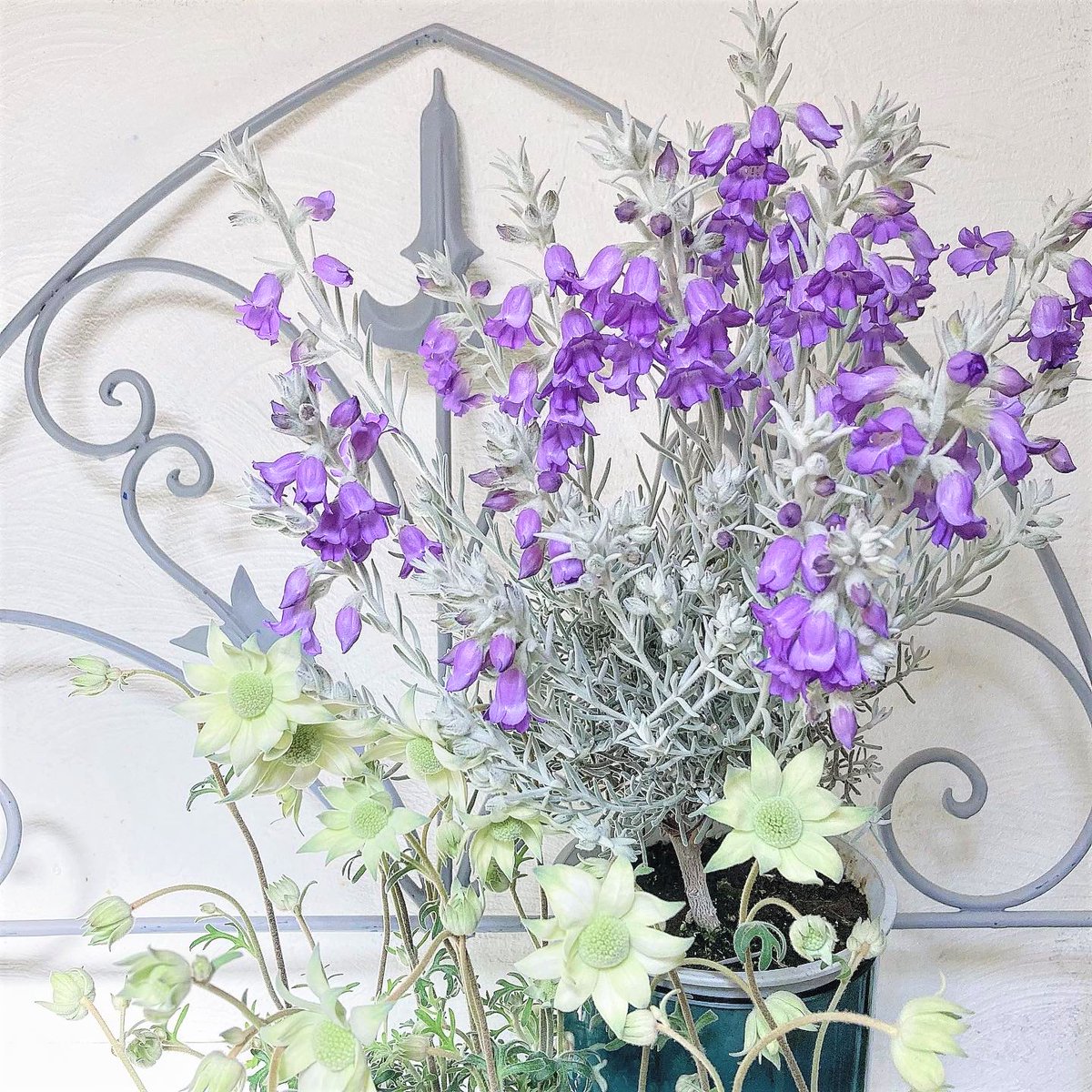 SHOParcobaleno's tweet photo. #エレモフィラニベア✴︎#Eremophila #nivea/学名

属性：ゴマノハグサ科/エレモフィラ属
原産地：#オーストラリア
#花言葉：憧れの人・瞳の佳人
語源：ギリシャ語［eremos/砂漠］［philo/愛］
　　　乾燥地を好むことに由来
　　［nivea］雪のように白い

 #silverleaf #flannelflower #aussieplants https://t.co/fAjl5PmLbo