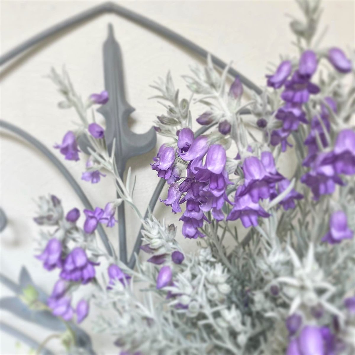 SHOParcobaleno's tweet photo. #エレモフィラニベア✴︎#Eremophila #nivea/学名

属性：ゴマノハグサ科/エレモフィラ属
原産地：#オーストラリア
#花言葉：憧れの人・瞳の佳人
語源：ギリシャ語［eremos/砂漠］［philo/愛］
　　　乾燥地を好むことに由来
　　［nivea］雪のように白い

 #silverleaf #flannelflower #aussieplants https://t.co/fAjl5PmLbo
