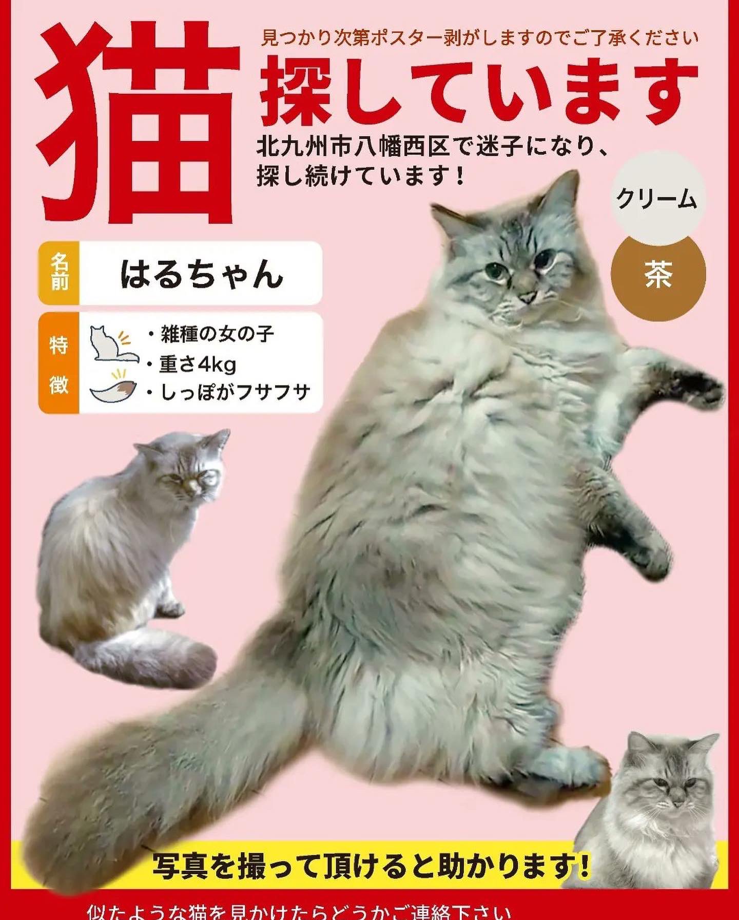 西たけろう　猫女/緑色の雪が降る 西たけろう 猫女 緑色の雪が降る 貸本 まんだらけ ホラー 貸本
