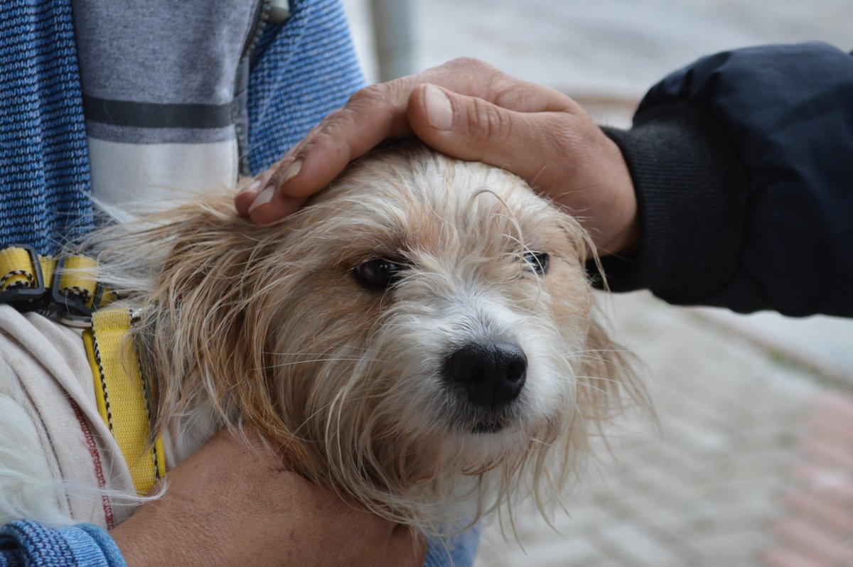 dhainternet's tweet photo. Muğla’da 1 yıl önce çalınan köpek, mikroçip sayesinde Elazığ’da bulundu
https://t.co/Ml3Uzucj4t https://t.co/1cBHW3PLvW