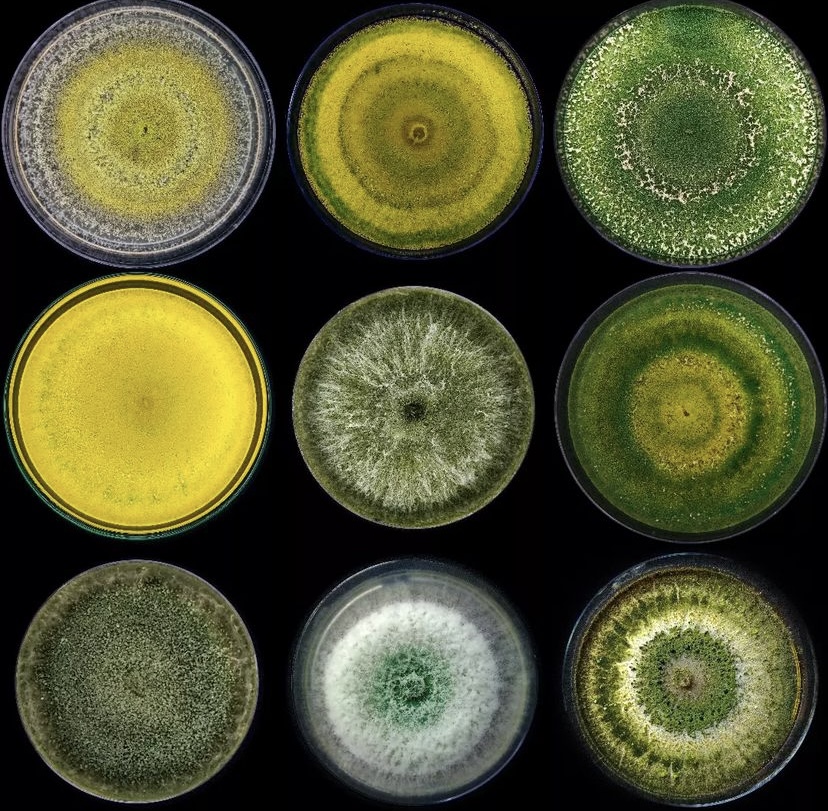 Do you use Trichoderma spp. to control any fungal plant disease? We use them to protect #grapevine pruning wounds against trunk disease pathogens. Tell us your experience on the application of these biocontrol agents 👇#Trichoderma #biocontrol #fungaldisease #plantdisease #fungi