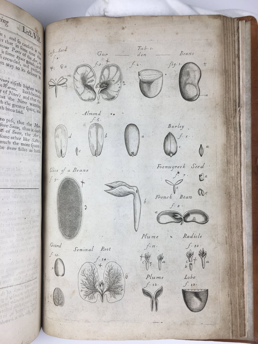 NWO_MicroLabs's tweet photo. And again, we perceived what an investment of time and effort it was to painstakingly draw the lacy structures found in plants and woods. How much time and effort do you think it took Nehemiah Grew to make drawings for the 'Anatomy of Plants' ?
#anatomyofplants #Grew #drawing https://t.co/cjYYkm8JCd