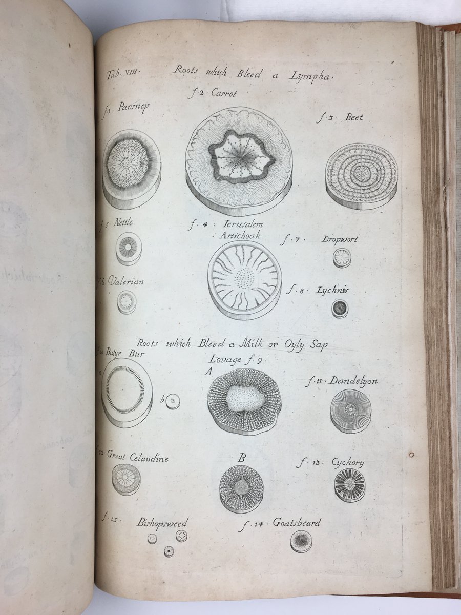 NWO_MicroLabs's tweet photo. And again, we perceived what an investment of time and effort it was to painstakingly draw the lacy structures found in plants and woods. How much time and effort do you think it took Nehemiah Grew to make drawings for the 'Anatomy of Plants' ?
#anatomyofplants #Grew #drawing https://t.co/cjYYkm8JCd