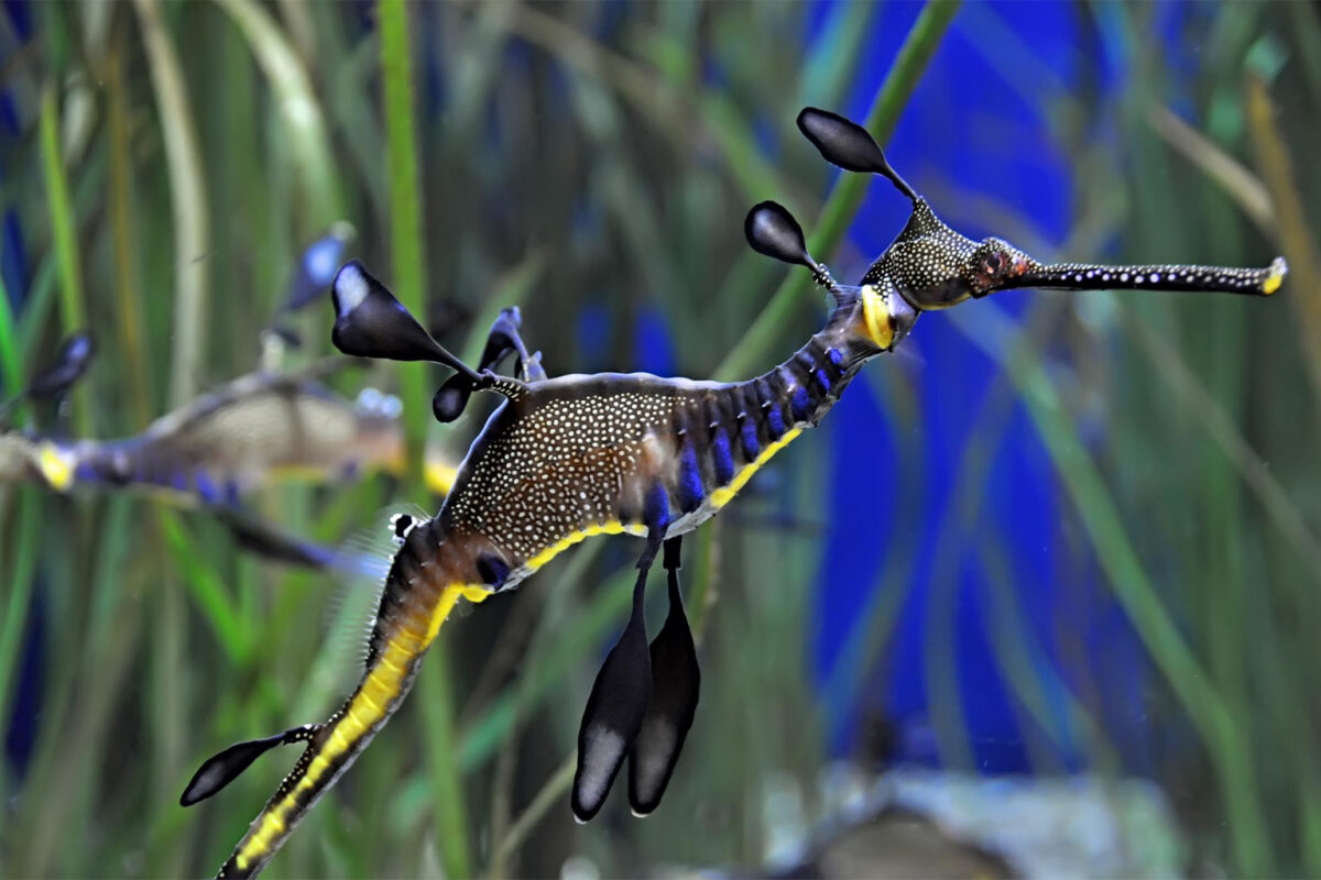 DiepFlapper's tweet photo. This creature exists. It's a weedy sea dragon. What a fantastical creature. I live on this planet. #LivingWithCancer and still blessed and amazed by Life. 🌈✨ https://t.co/BCkrNda0uB