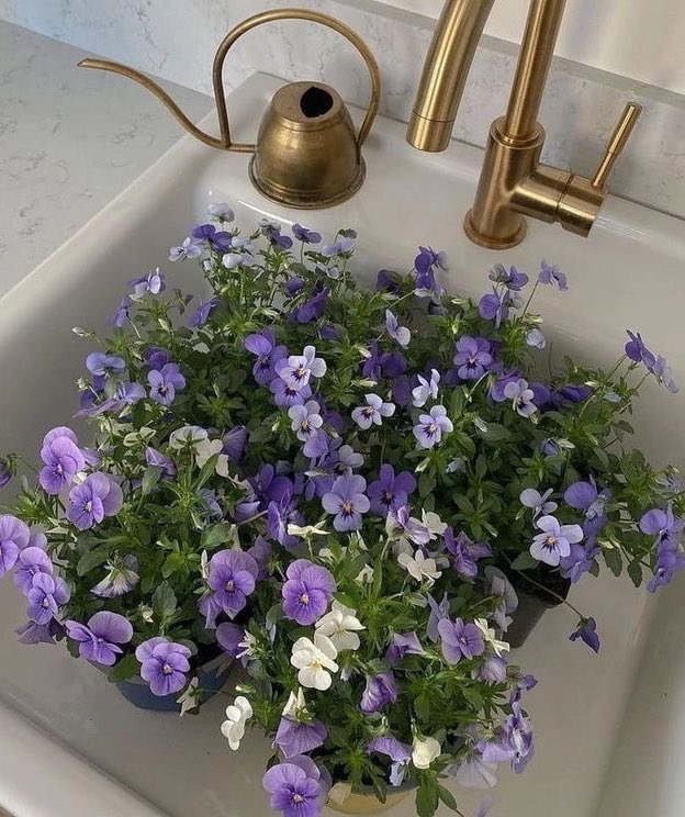 fresh purple flowers