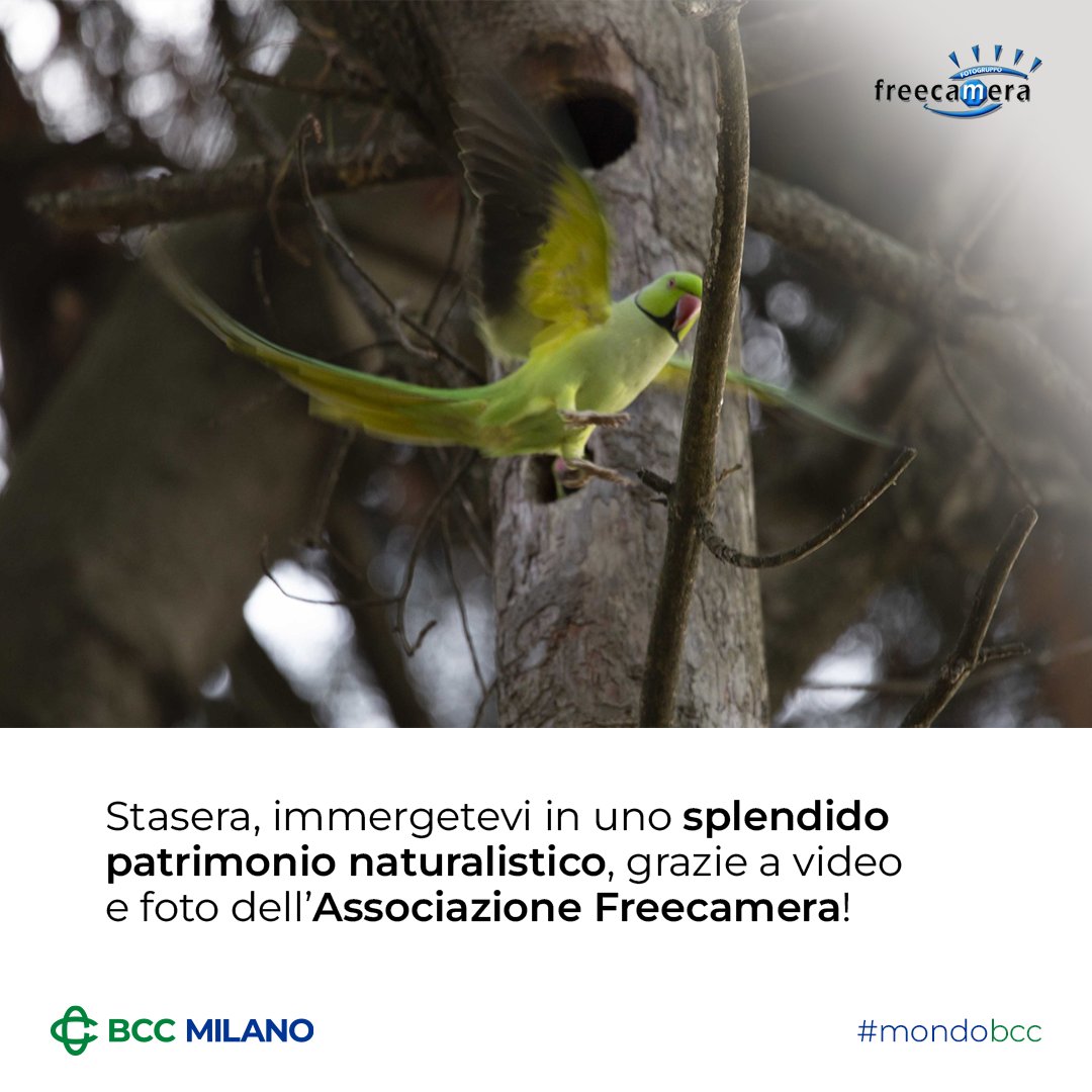 BCC_Milano's tweet image. Stasera alle 21.00 ci  immergeremo nella #natura... direttamente dall'Auditorium BCC a Sesto! #BCCMilano affianca l'associazione #Freecamera nella realizzazione di "Natural...mente", #mostra fotografica dedicata a flora e fauna.