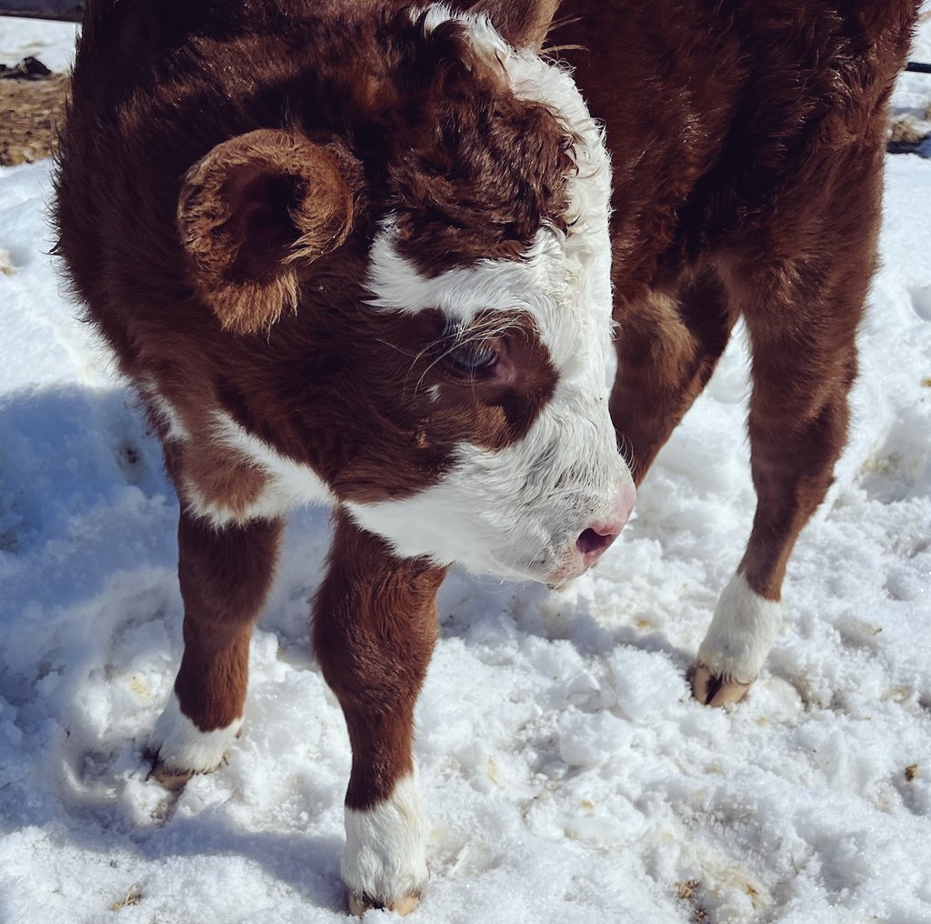 DDfarmerette's tweet photo. 365 Days 365 Cow Facts
#253-An average human body methane emission of about 0.35 litre per day released through the breath and flatus, 127.75 litres annually. Notably, not all human subjects produce the same amount of methane. 1 litre contains 0.592 Kgs.
Cows emit 220lbs/annually.
