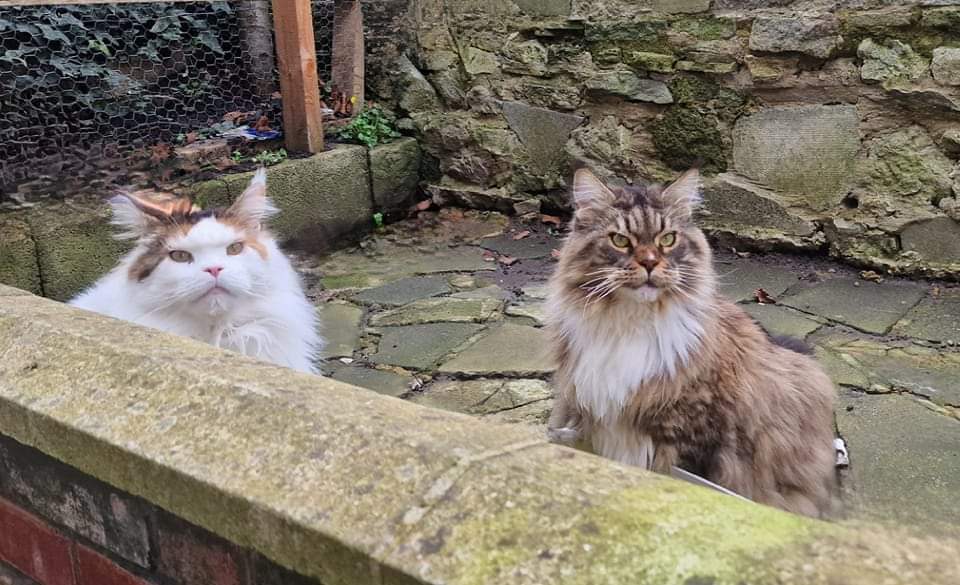 Hello Everyone.

As you know I can't have kittens any more but I did have them at one time.

One of ny daughters hoomans couldn't look after her any more so my hooman has brought her to live with us.

Dammit, I thought I had kicked all the kids out!

Welcome Pip 😻

#mainecoon