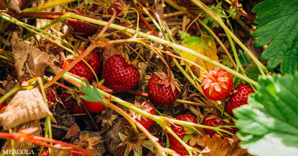 Read more about the article Experts have pointed to these factors that may be affecting the flavor of strawb